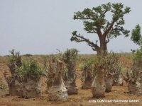 Baobab Setzling mit Baobabsamen Affenbrotbaum